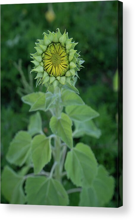 Sunflower Acrylic Print featuring the photograph Sunflower Bud by Carolyn Hutchins