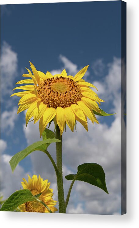 Sunflower Acrylic Print featuring the photograph Sunflower by Carolyn Hutchins