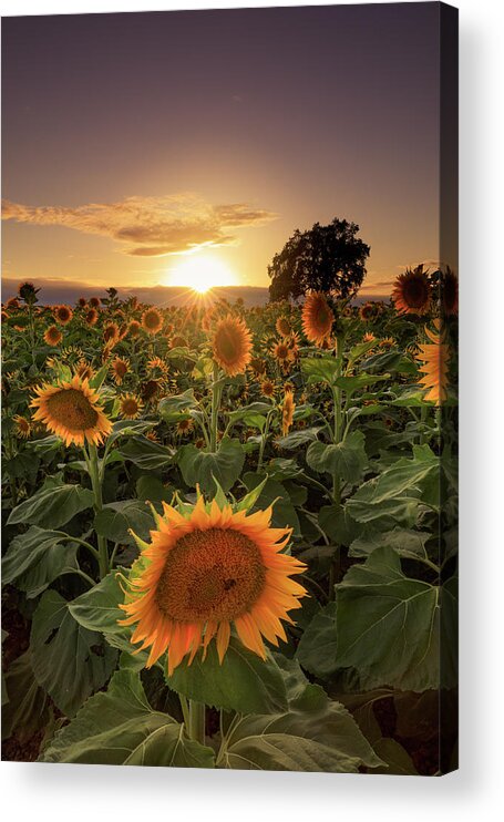 Landscape Acrylic Print featuring the photograph Sunflower Fields by Erick Castellon