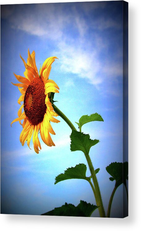 Sun Acrylic Print featuring the photograph Sunflower2136 by Carolyn Stagger Cokley