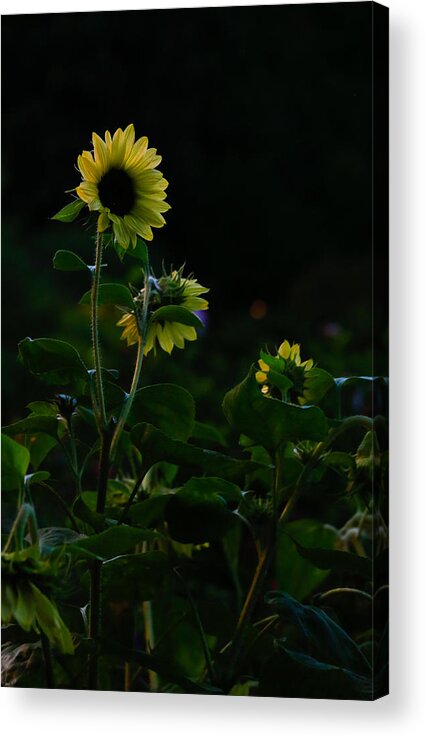 Flowers Acrylic Print featuring the photograph Flowers 4 by Carol Jorgensen