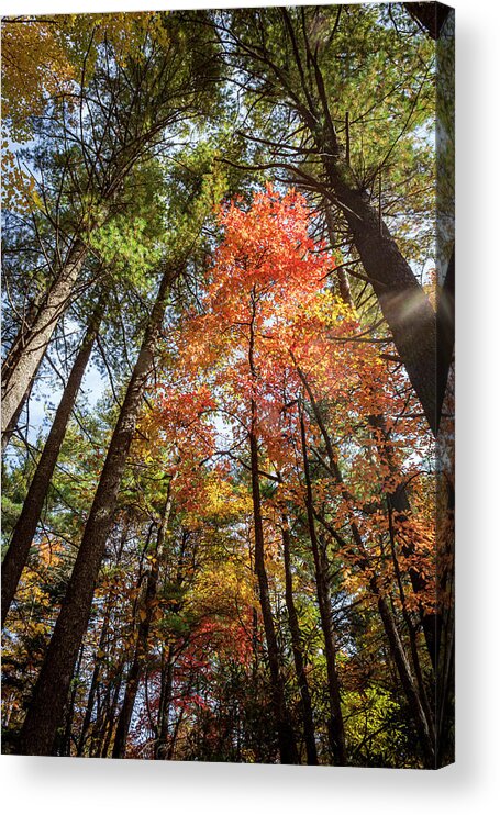 Wiseman's View Acrylic Print featuring the photograph Sunlit Red and Oranges by Cynthia Clark