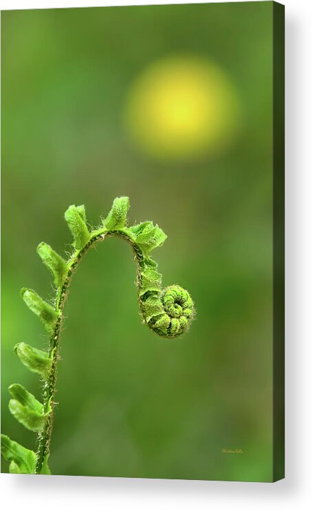 Fern Acrylic Print featuring the photograph Sunrise Spiral Fern by Christina Rollo