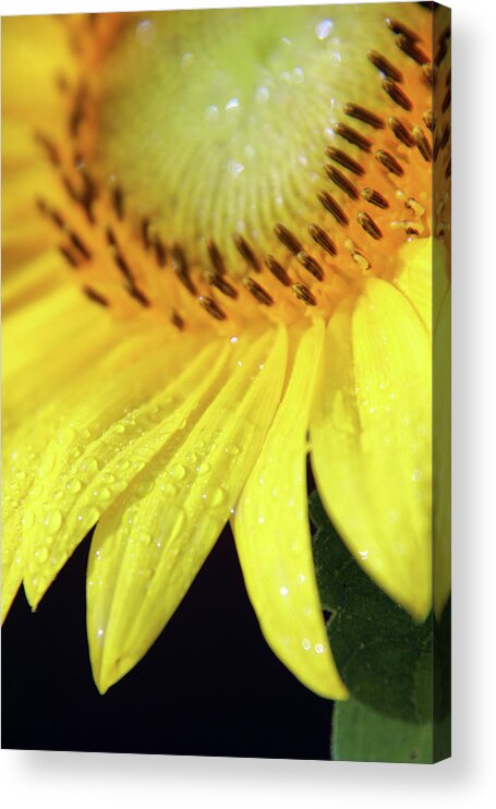 Sunflower Acrylic Print featuring the photograph Sunswagger by Carolyn Stagger Cokley