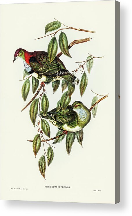 Superb Fruit Pigeon Acrylic Print featuring the drawing Superb Fruit Pigeon, Ptilinopus superbus by John Gould