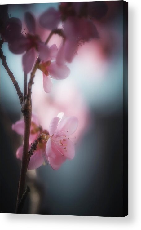 Flowers Acrylic Print featuring the photograph Sweet Spring by Philippe Sainte-Laudy