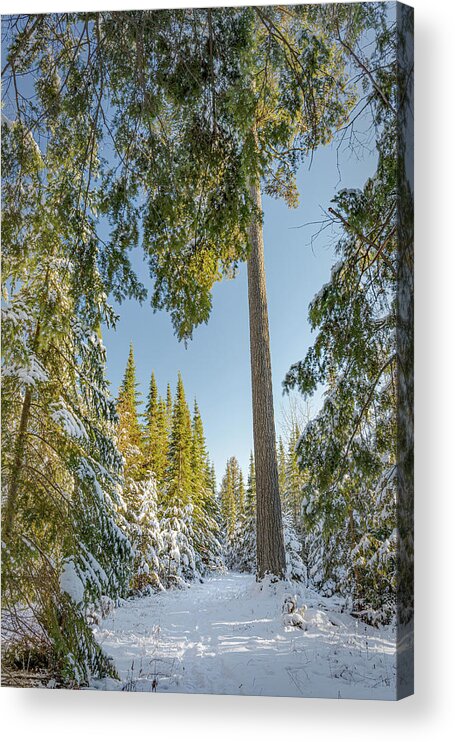 #winter #landscape #photograph #fine Art #door County #wisconsin #midwest #wall Décor #wall Art #hiking #walking #long Exposure #focus Stacking #hdr Photography #adventure #outside #environment #outdoor Lover #snow #ice #cold #snowshoeing # Cross Country Skiing   Acrylic Print featuring the photograph Tall by David Heilman