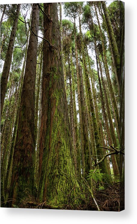 Tall Acrylic Print featuring the photograph Tall Mossy Trees by Denise Kopko