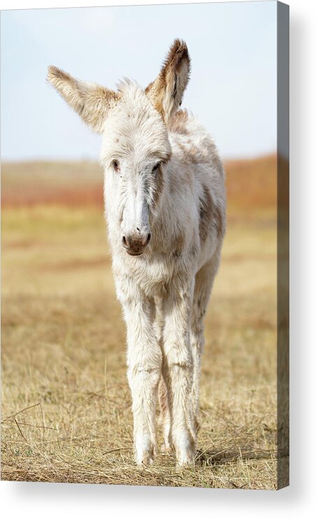 Wild Burros Acrylic Print featuring the photograph The cuteness by Mary Hone