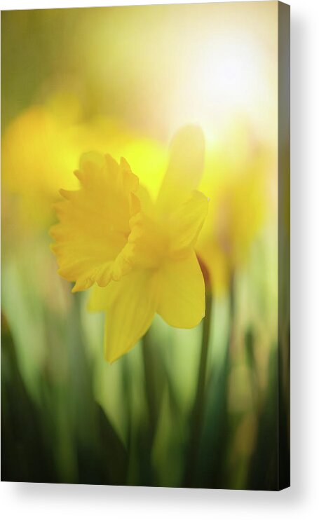 Daffodils Flowers Spring Acrylic Print featuring the photograph The First to Break Forth by Kim Carpentier
