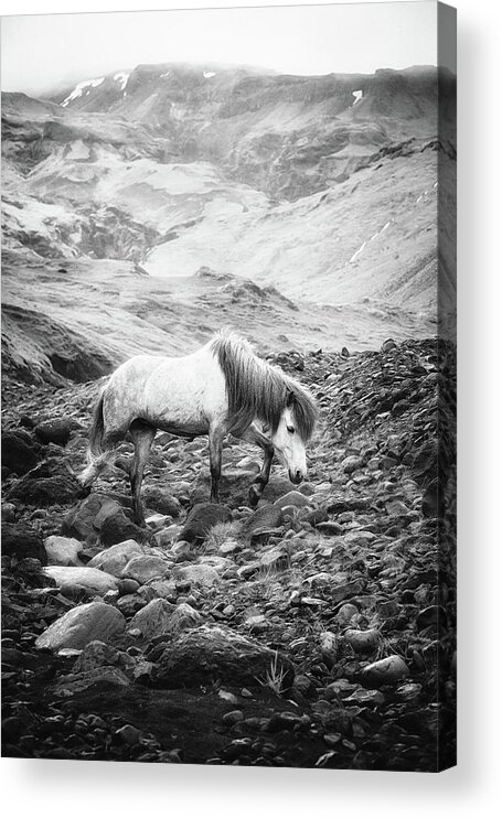 Photographs Acrylic Print featuring the photograph The Journey II - Horse Art by Lisa Saint