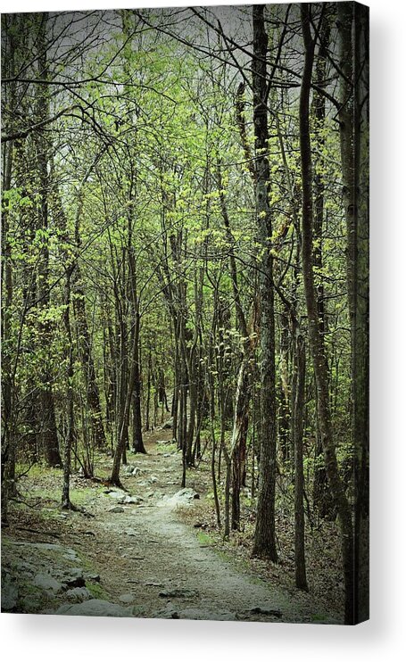 Forest Acrylic Print featuring the photograph The Magic Forest by Roberta Byram