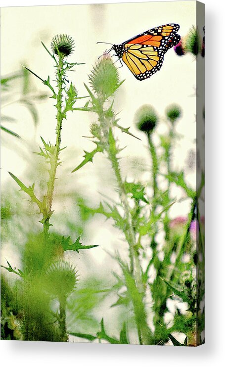 The Monarch Acrylic Print featuring the photograph The Monarch by Carrie Ann Grippo-Pike