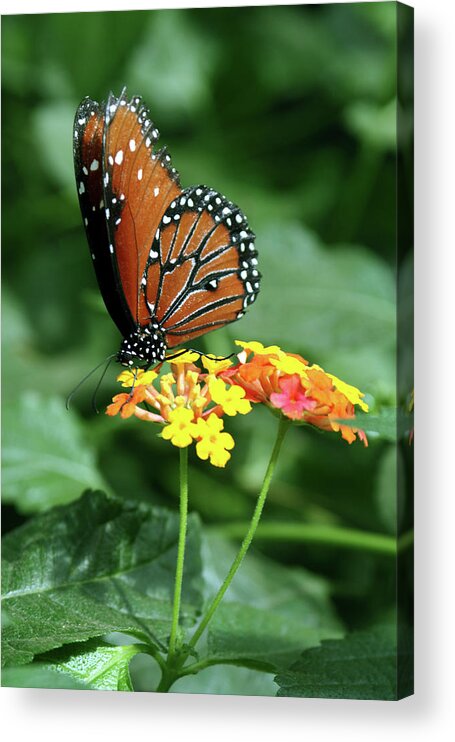 Insect Acrylic Print featuring the photograph The Monarch by Jim Feldman
