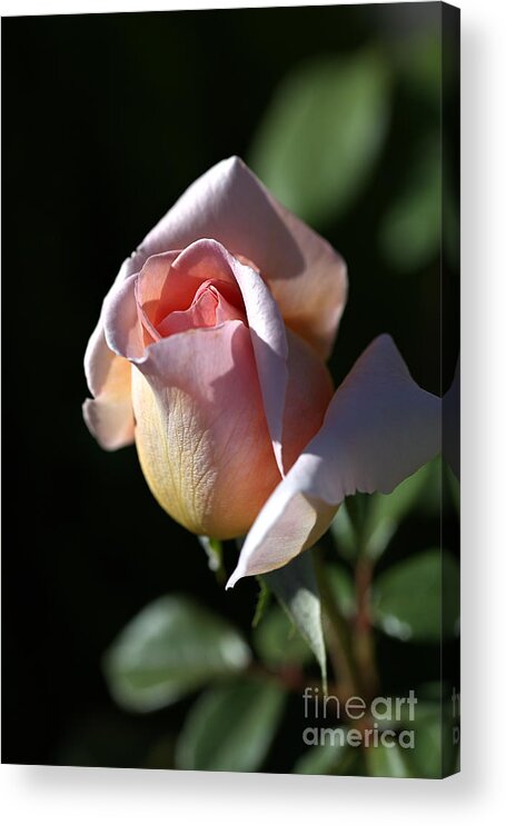 Abraham Darby Rose Flower Acrylic Print featuring the photograph The Morning Pink Rose by Joy Watson
