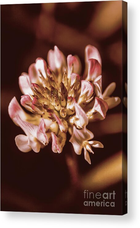 Plant Acrylic Print featuring the photograph The Old Clover by Jorgo Photography
