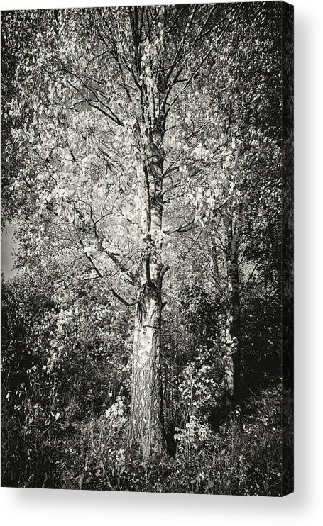 Finland Acrylic Print featuring the photograph The old yellow birch in bw by Jouko Lehto