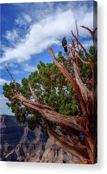 Northern Raven Acrylic Print featuring the photograph The Raven by Jack and Darnell Est