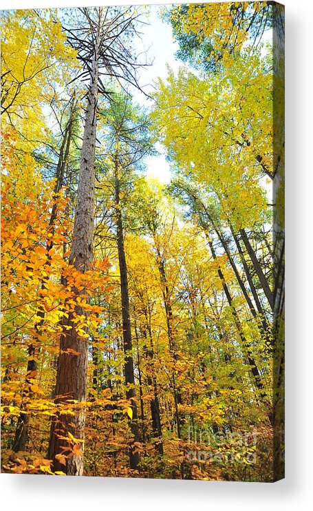 Autumn Acrylic Print featuring the photograph Things are Looking Up 2 by Terri Gostola