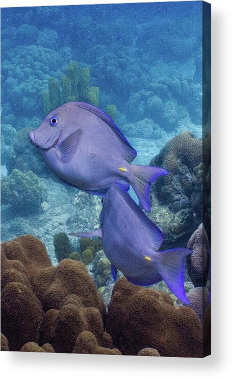 Animals Acrylic Print featuring the photograph This Way by Lynne Browne