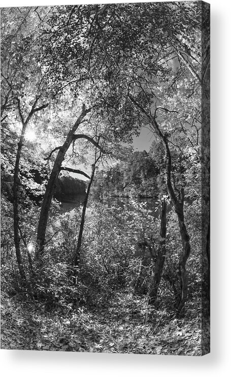 Carolina Acrylic Print featuring the photograph Through the Trees at the Lake Black and White by Debra and Dave Vanderlaan