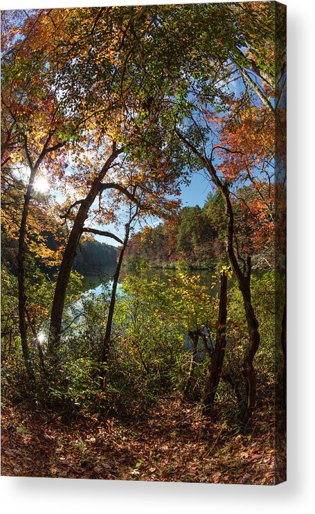 Carolina Acrylic Print featuring the photograph Through the Trees at the Lake by Debra and Dave Vanderlaan