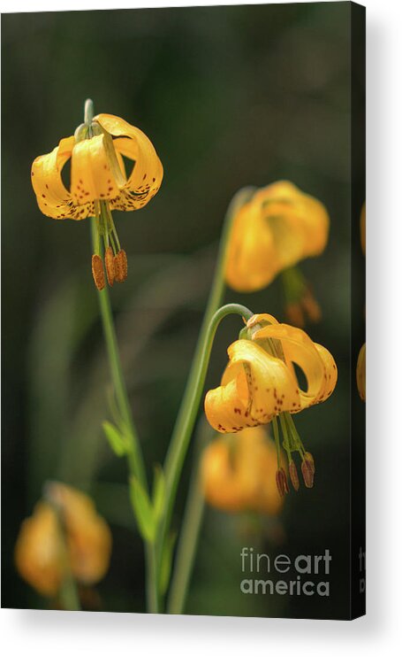 Lilium Columbianum Acrylic Print featuring the photograph Tiger Lily on Dosewallips River Trail in Olympic National Park by Nancy Gleason