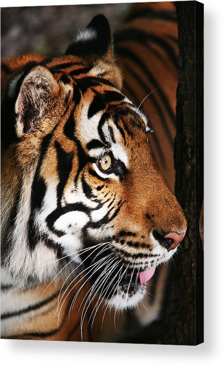 Tiger Acrylic Print featuring the photograph Tiger Profile by Brad Barton