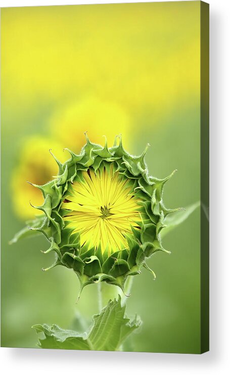 Sunflower Acrylic Print featuring the photograph Time To Wake Up by Lens Art Photography By Larry Trager