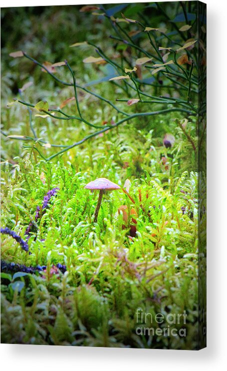 Mushroom Acrylic Print featuring the photograph Tiny Mushroom by Thomas Nay