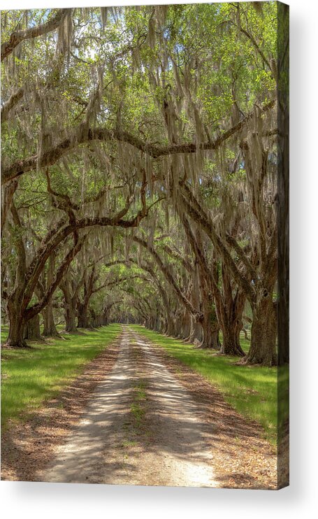 Tomotley Acrylic Print featuring the photograph Tomotley 7 by Cindy Robinson