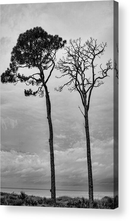 Nature Acrylic Print featuring the photograph Towering Twins Aging by Robert Wilder Jr