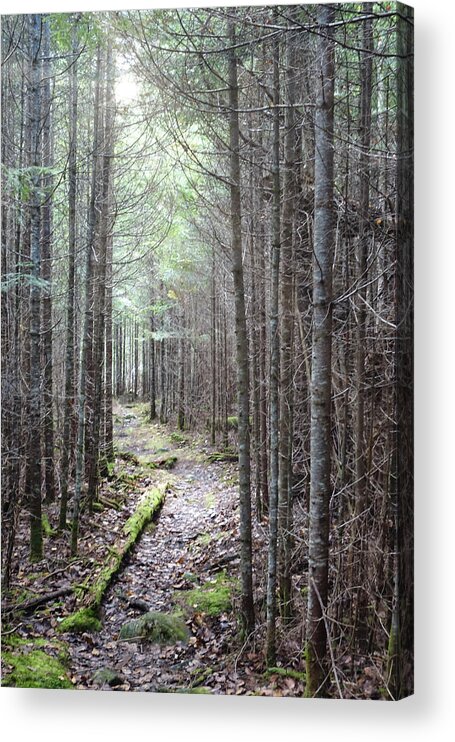 Maine Acrylic Print featuring the photograph Trail in Northern Maine Woods by Russ Considine