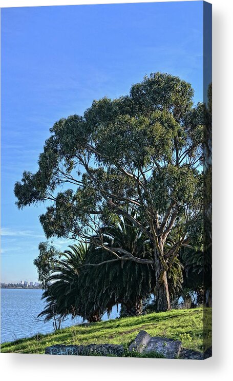 Natural Landscape Acrylic Print featuring the photograph Tree and Bay by Maggy Marsh