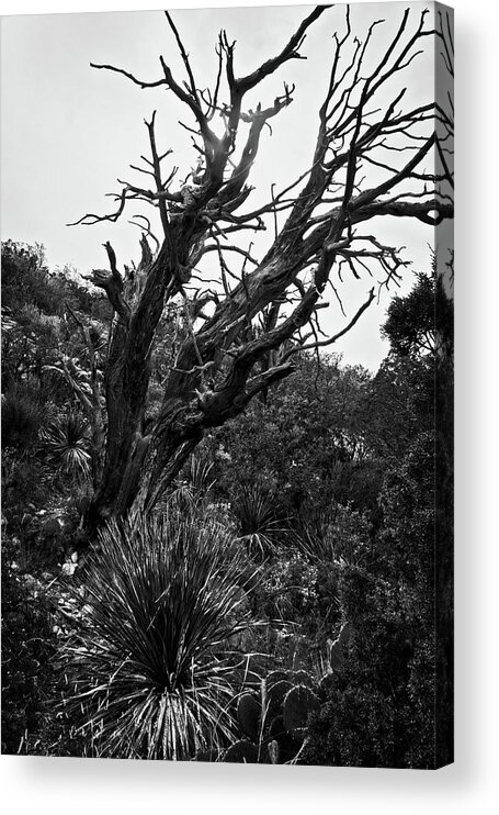 Mckittrick Canyon Acrylic Print featuring the photograph Tree and Shrubs at McKittrick by George Taylor