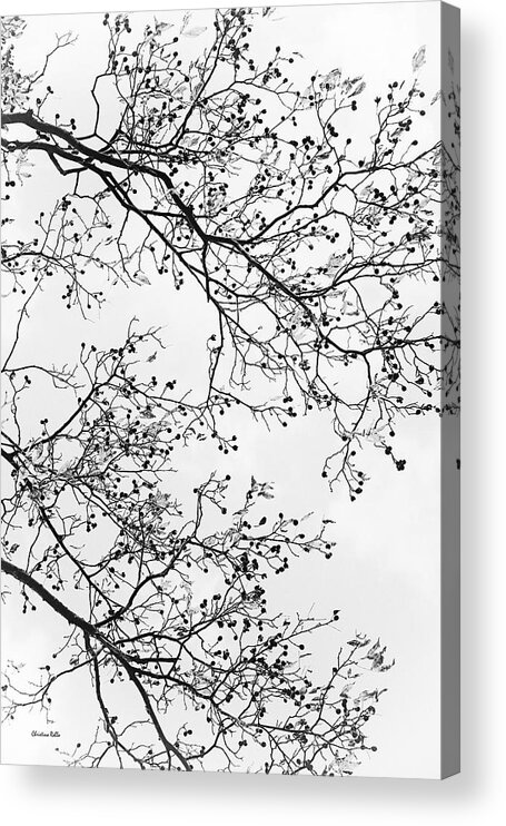 Tree Acrylic Print featuring the photograph Tree Black And White by Christina Rollo