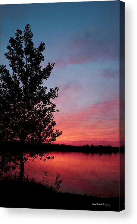 Tree Acrylic Print featuring the photograph Tree in Sunset by Mary Walchuck