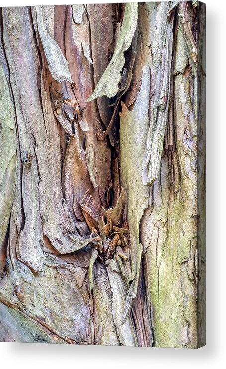 Tree Acrylic Print featuring the photograph Tree Trunk Abstract by Gary Slawsky
