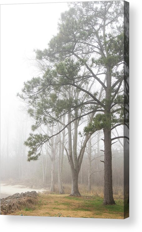 Trees Acrylic Print featuring the photograph Trees in Fog Along the Banks of the Neuse River-Eastern North Carolina by Bob Decker