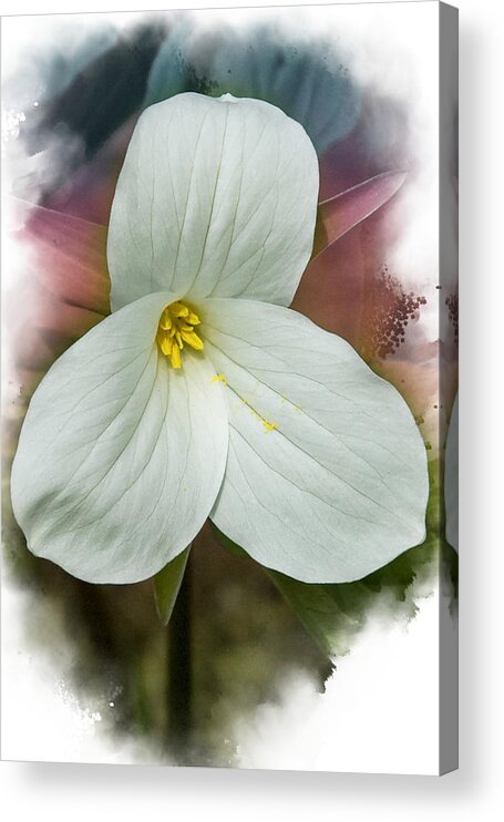 Spring Acrylic Print featuring the mixed media Trillium by Moira Law