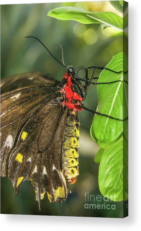 Butterfly Art Acrylic Print featuring the photograph Troides Helena Butterfly by Olga Hamilton