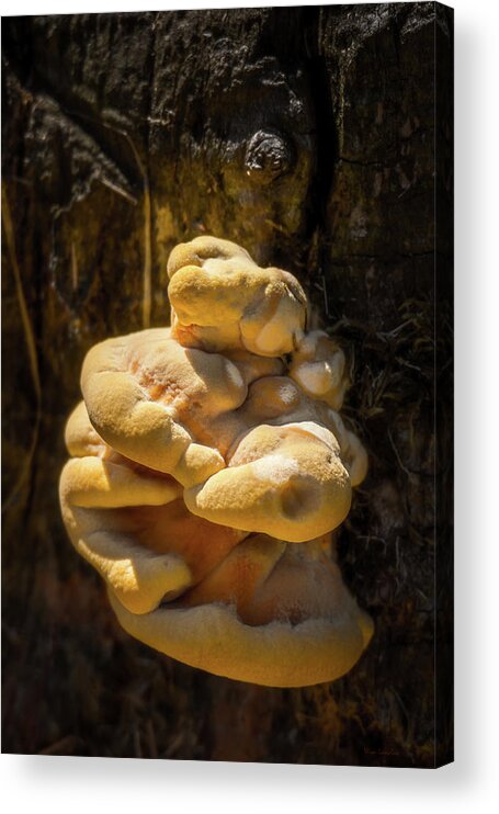 Fungus Acrylic Print featuring the photograph Troll by Wim Lanclus