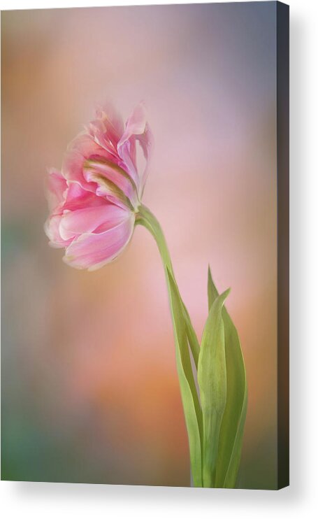Photography Acrylic Print featuring the digital art Tulip Beauty by Terry Davis