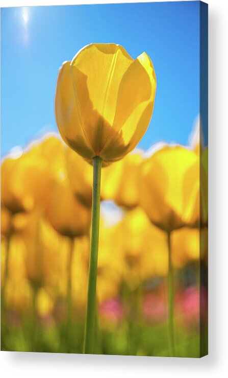 Yellow Acrylic Print featuring the photograph Tulip Blast by Max Blinkhorn