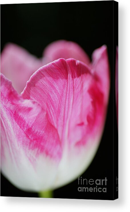 Disambiguation Acrylic Print featuring the photograph Tulip Cup Pink Soft White by Joy Watson