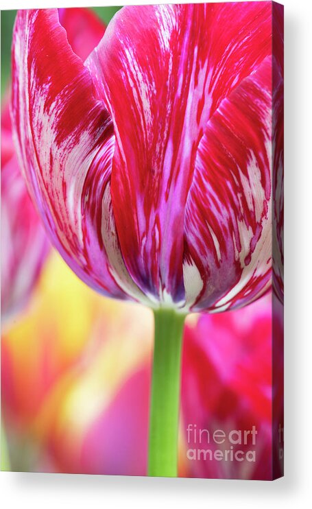 Tulip Acrylic Print featuring the photograph Tulip Innerwheel Flower Close Up by Tim Gainey