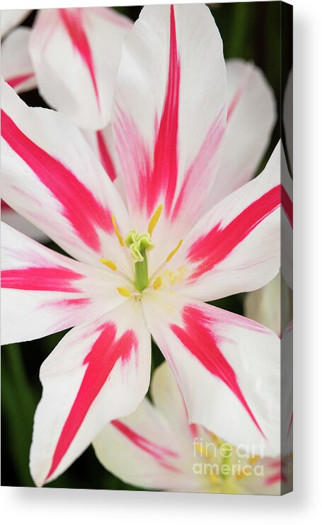 Tulipa Marilyn Acrylic Print featuring the photograph Tulip Marilyn by Tim Gainey
