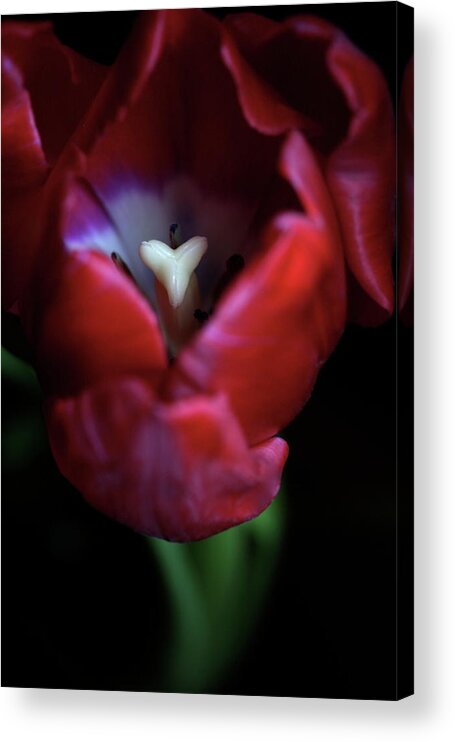 Macro Acrylic Print featuring the photograph Tulip Pink 7082 by Julie Powell