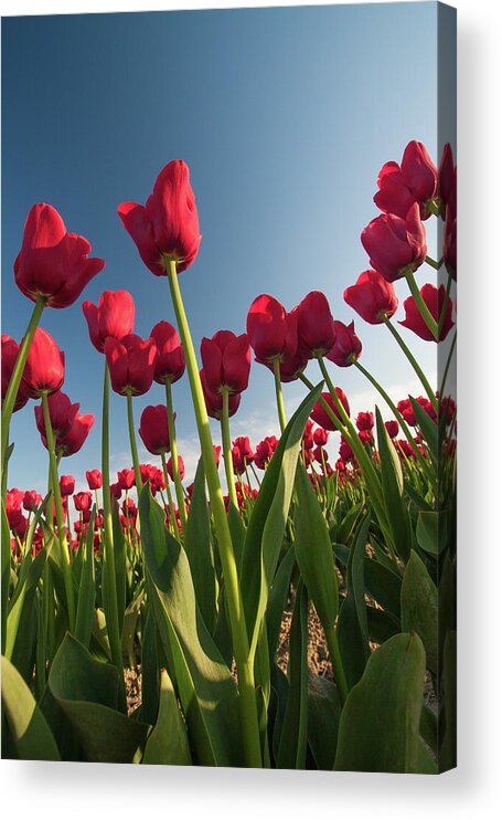 Tulips Acrylic Print featuring the photograph Tulips Looking Up by Michael Rauwolf