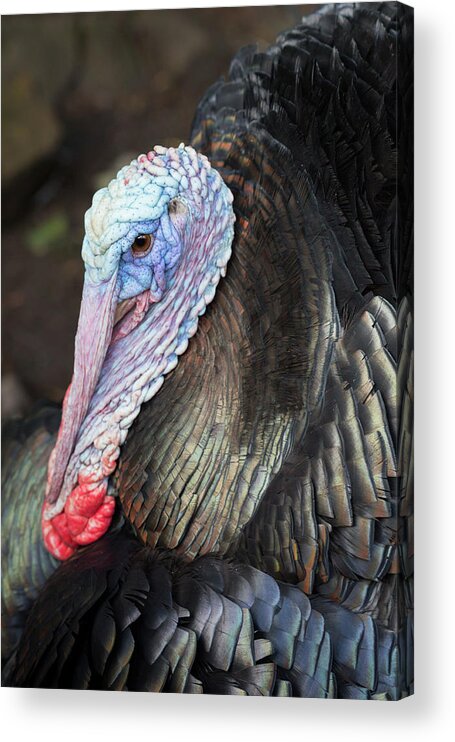 Animal Acrylic Print featuring the photograph Turkey by Anita Nicholson